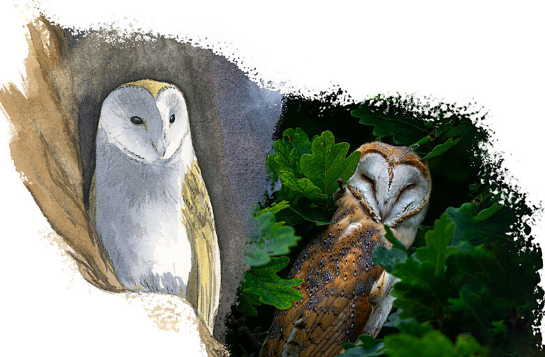 Agrandir l'image (fenêtre modale)